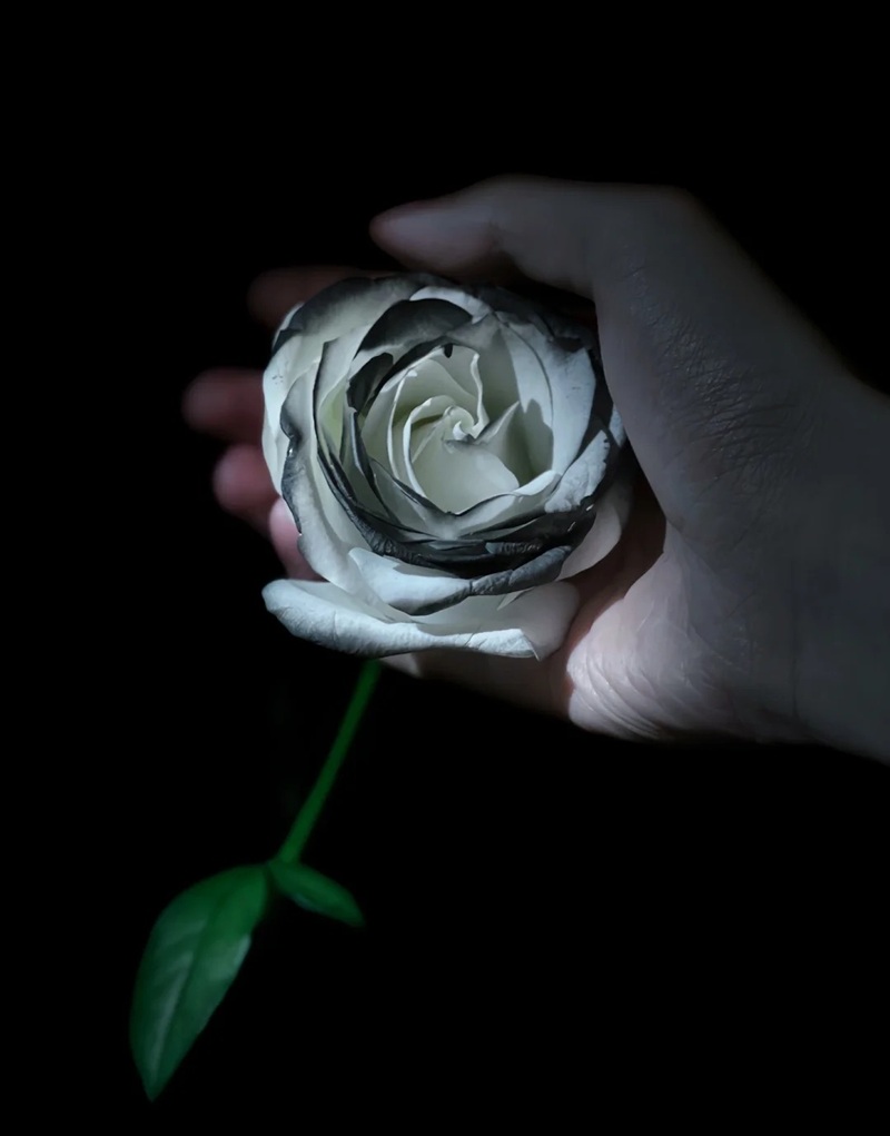 ảnh hoa hồng buồn 23