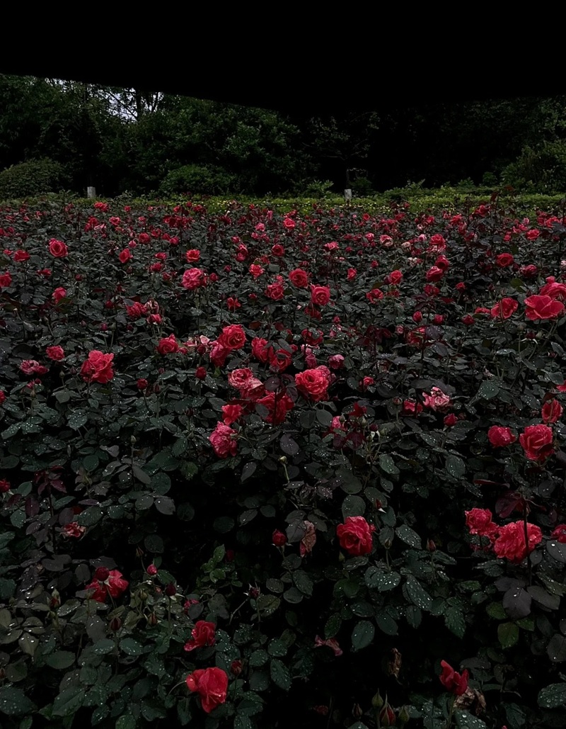 ảnh hoa hồng buồn 36