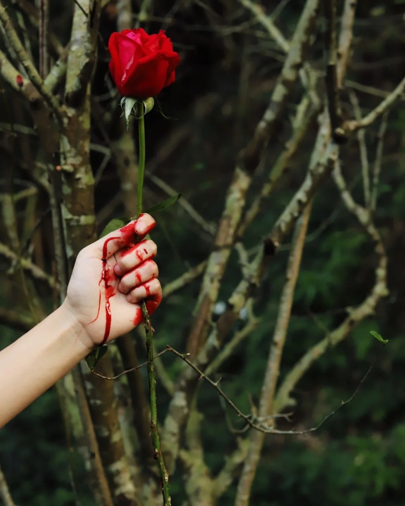 ảnh hoa hồng buồn 38