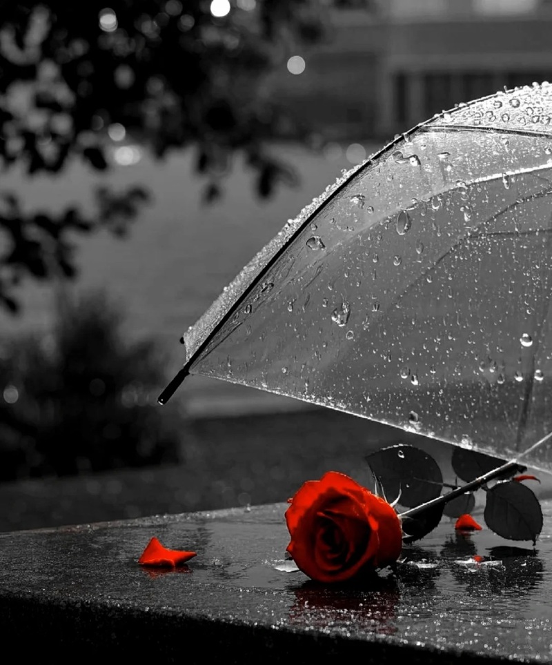 ảnh hoa hồng buồn 8