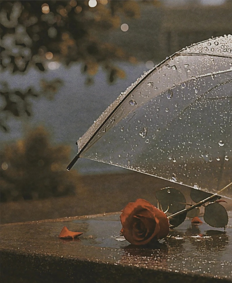 ảnh hoa hồng buồn 9