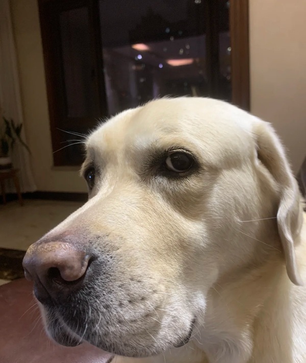 ánh mắt nghi ngờ meme