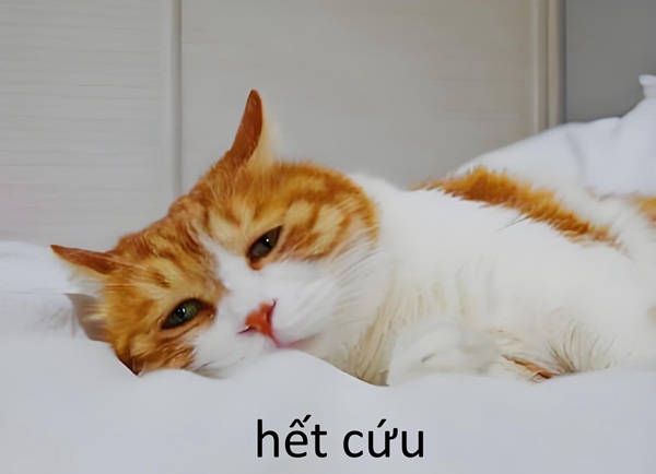 ảnh meme hết cứu 8