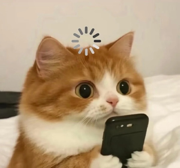 cat loading meme