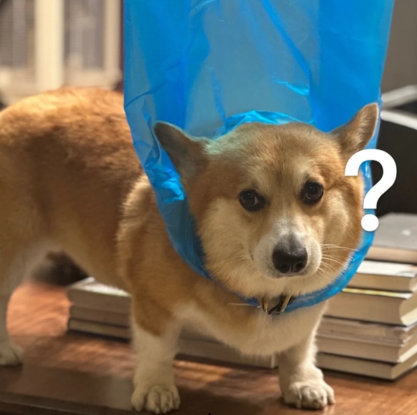 chấm hỏi meme 12