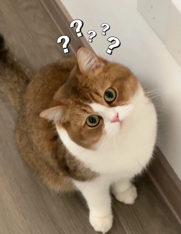 chấm hỏi meme 15