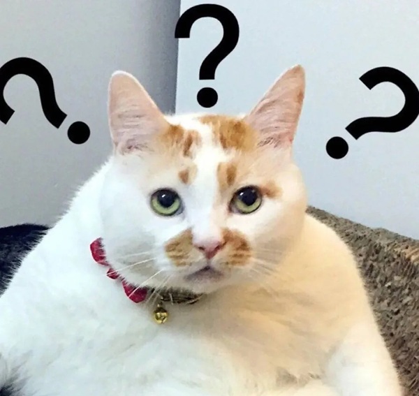 chấm hỏi meme 30