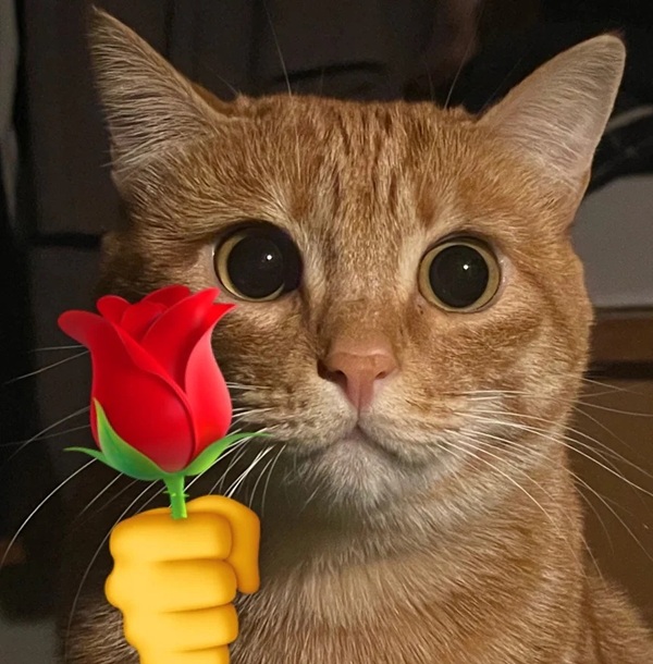 con mèo tặng hoa meme