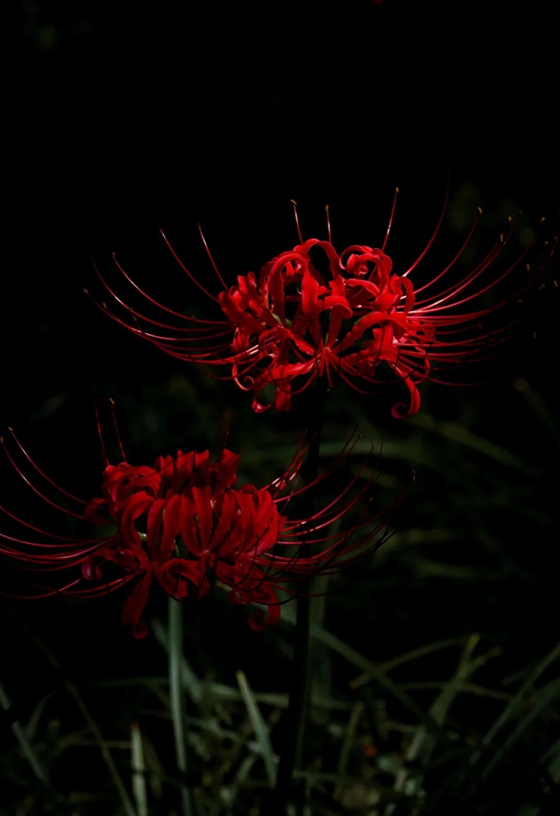 hình ảnh buồn về hoa bỉ ngạn