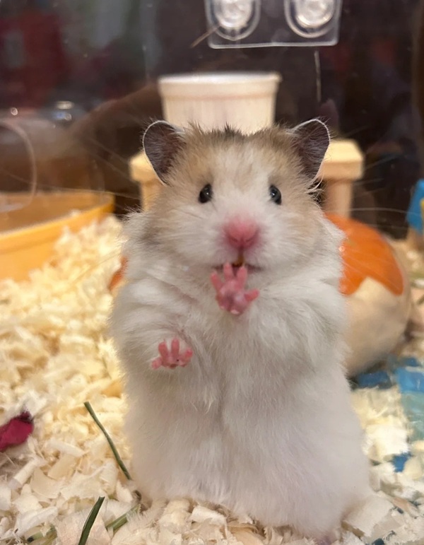 hình ảnh chuột hamster hài hước 1