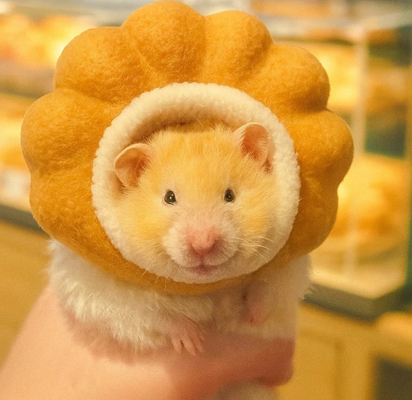 hình ảnh chuột hamster hài hước 10