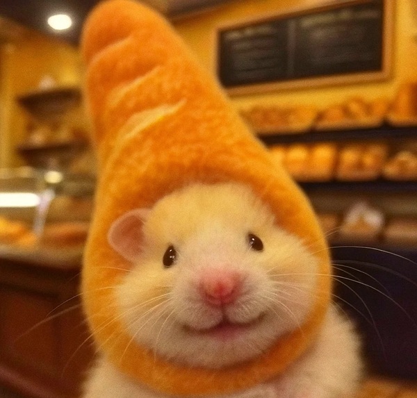 hình ảnh chuột hamster hài hước 11