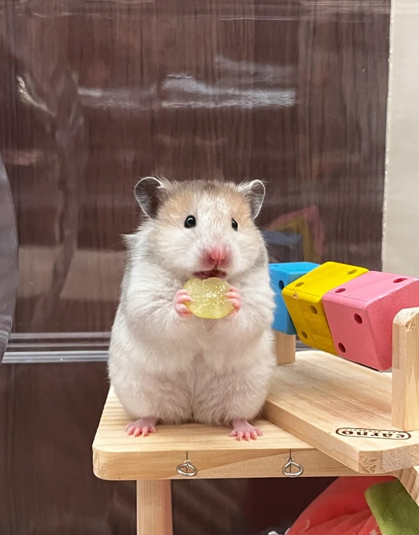 hình ảnh chuột hamster hài hước 14