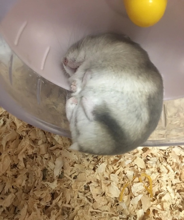 hình ảnh chuột hamster hài hước 15