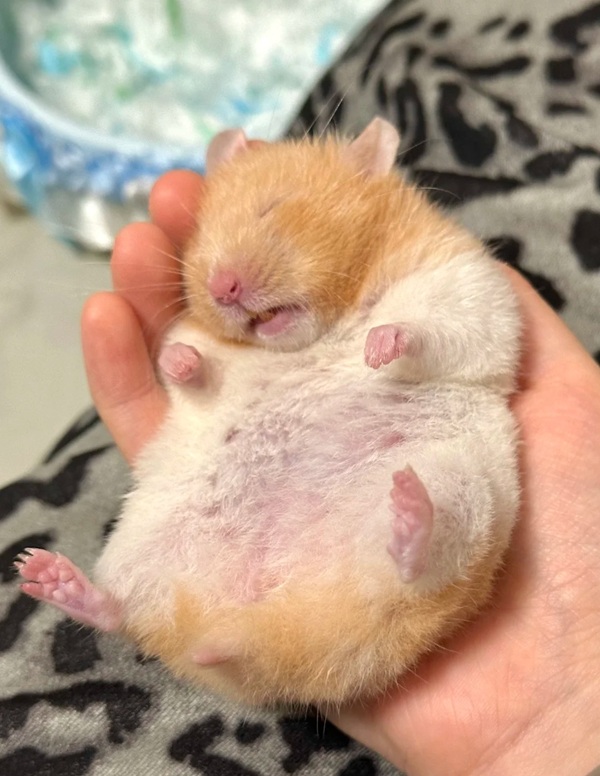 hình ảnh chuột hamster hài hước 16