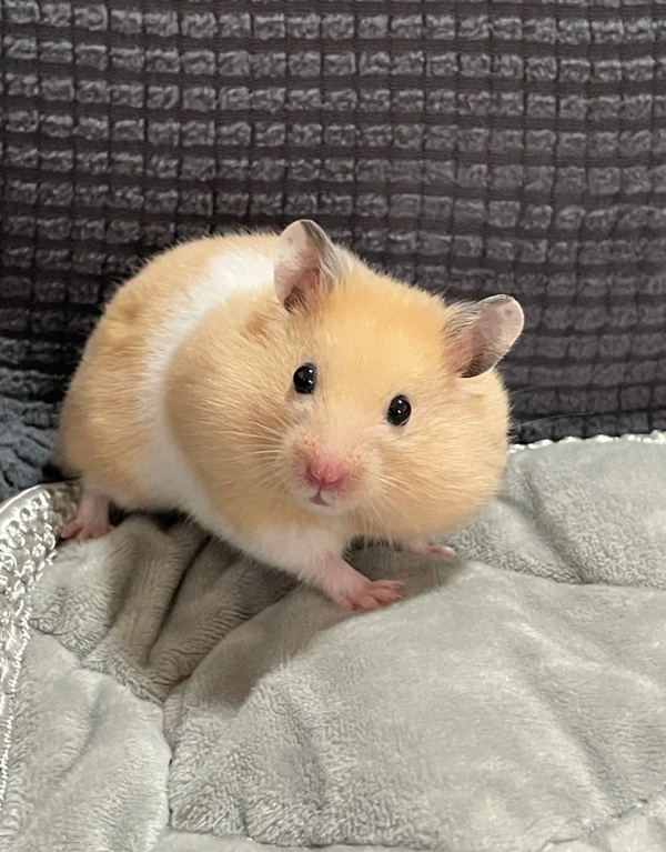 hình ảnh chuột hamster hài hước 17