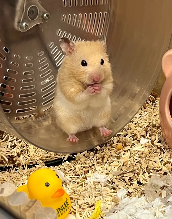 hình ảnh chuột hamster hài hước 19