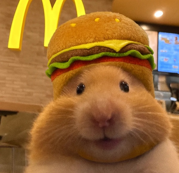 hình ảnh chuột hamster hài hước 2