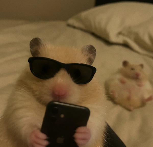 hình ảnh chuột hamster hài hước 20