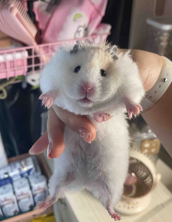 hình ảnh chuột hamster hài hước 21