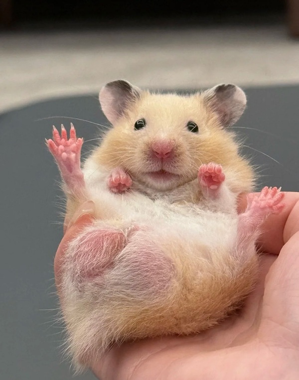 hình ảnh chuột hamster hài hước 22