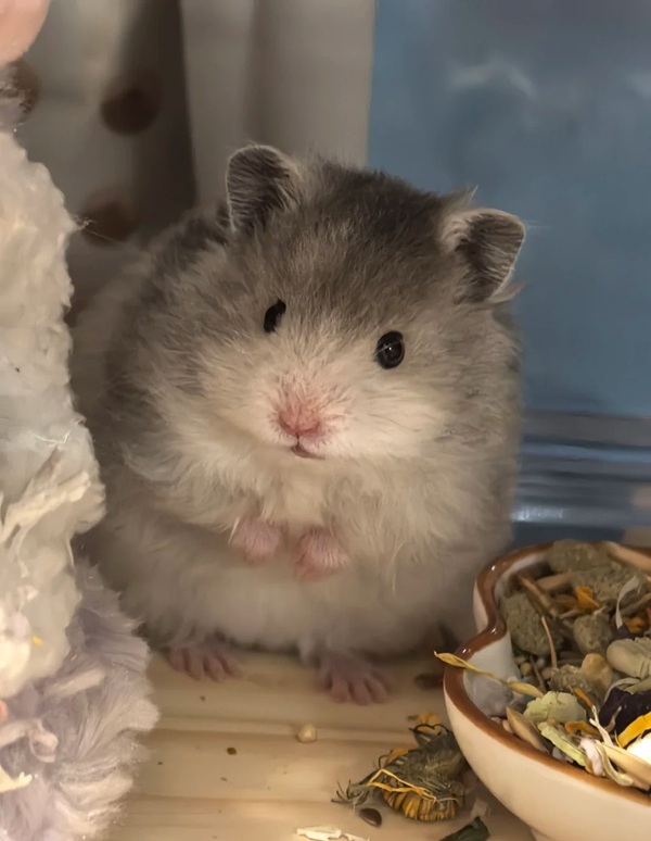 hình ảnh chuột hamster hài hước 26