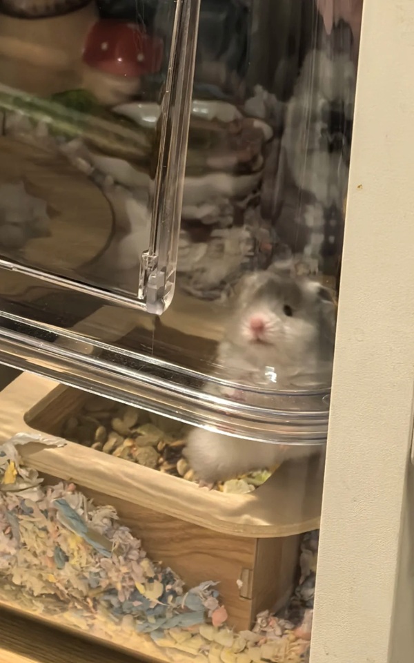 hình ảnh chuột hamster hài hước 27