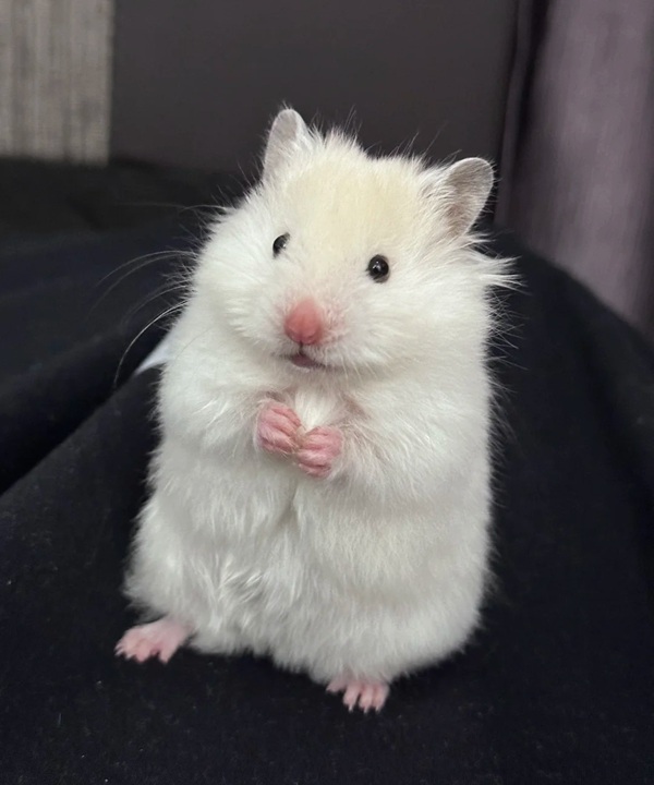 hình ảnh chuột hamster hài hước 28