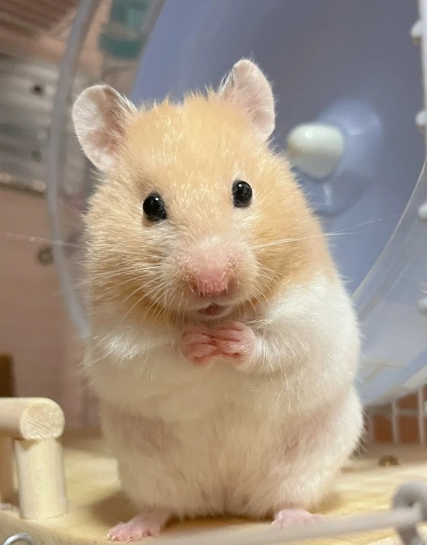 hình ảnh chuột hamster hài hước 29