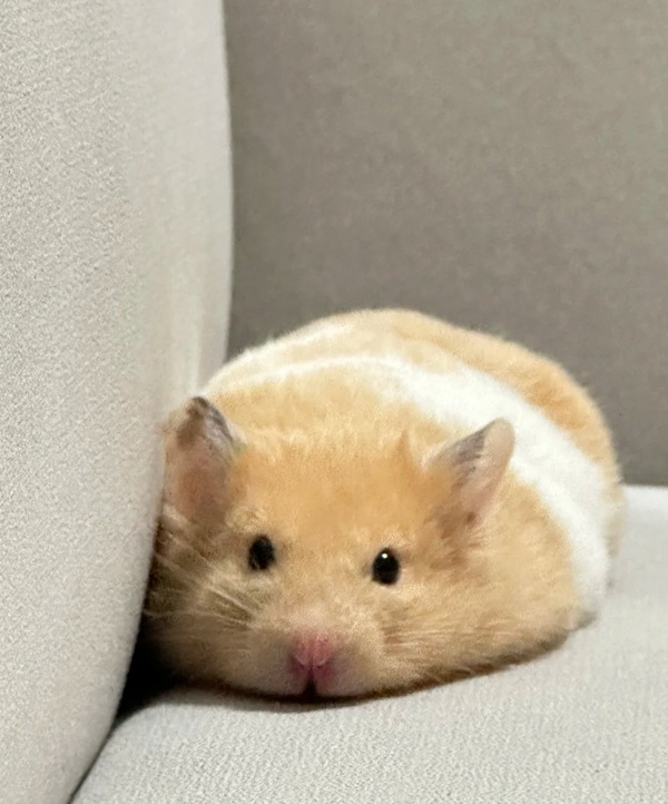 hình ảnh chuột hamster hài hước 3