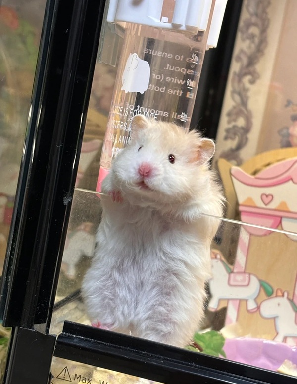 hình ảnh chuột hamster hài hước 30