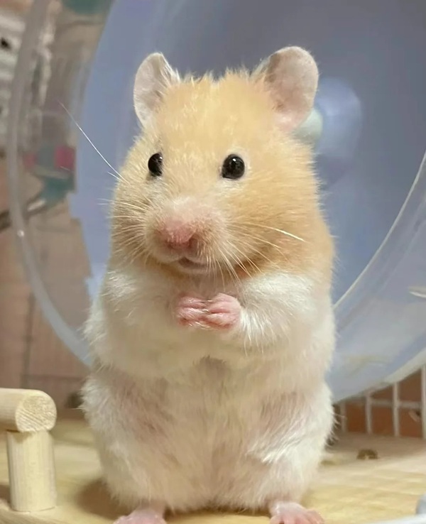 hình ảnh chuột hamster hài hước 31