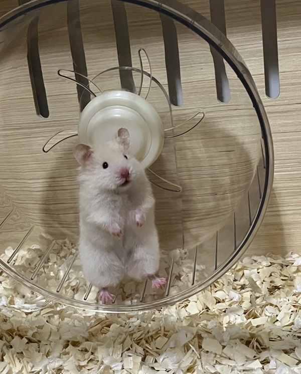 hình ảnh chuột hamster hài hước 32