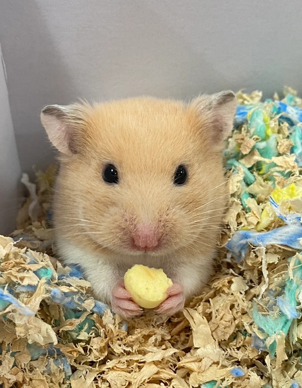 hình ảnh chuột hamster hài hước 33
