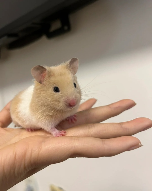 hình ảnh chuột hamster hài hước 34