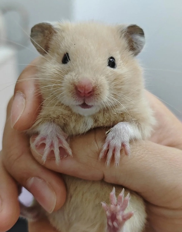 hình ảnh chuột hamster hài hước 35