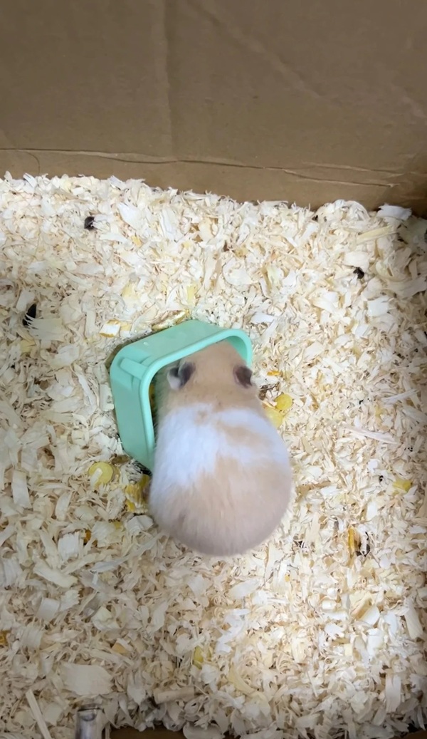 hình ảnh chuột hamster hài hước 39