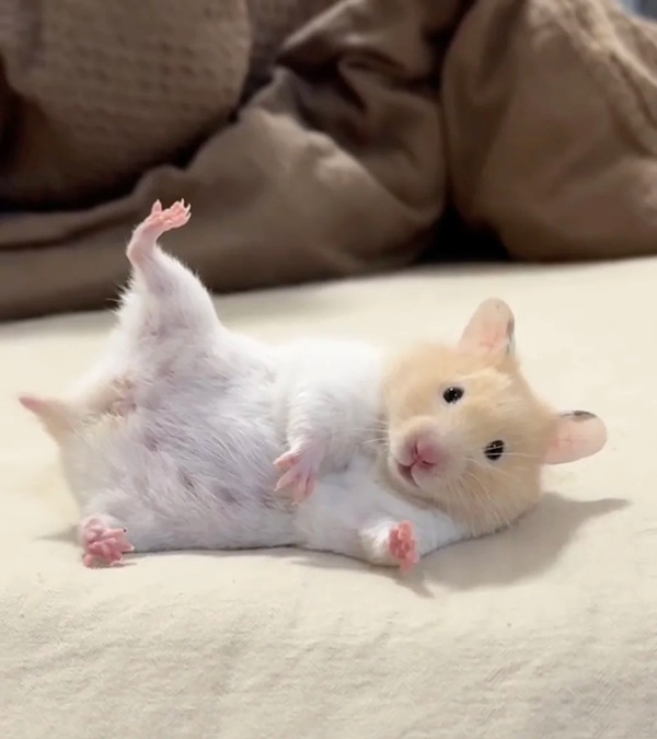 hình ảnh chuột hamster hài hước 4