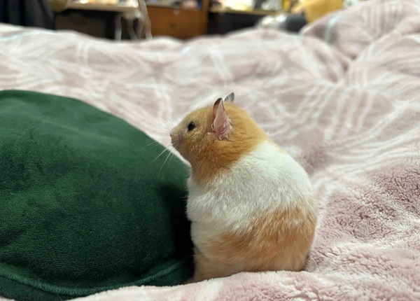 hình ảnh chuột hamster hài hước 40