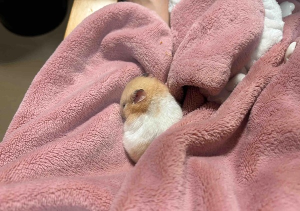 hình ảnh chuột hamster hài hước 41