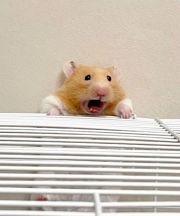 hình ảnh chuột hamster hài hước 45