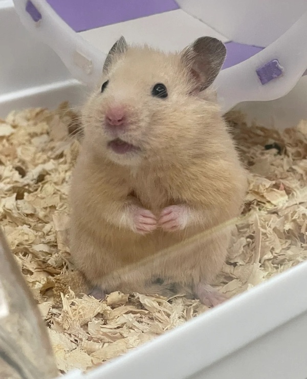 hình ảnh chuột hamster hài hước 5