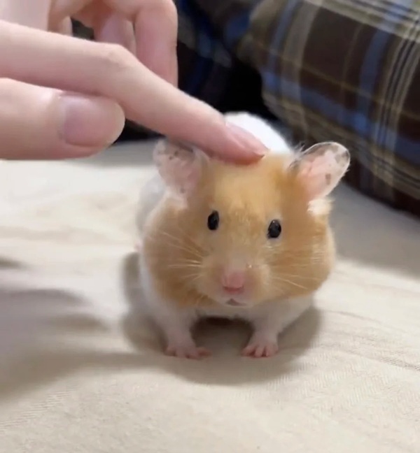 hình ảnh chuột hamster hài hước 6