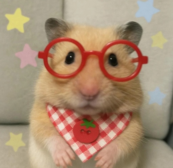 hình ảnh chuột hamster hài hước 7