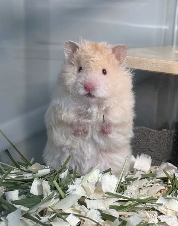 hình ảnh chuột hamster hài hước 8