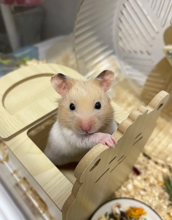 hình ảnh chuột hamster hài hước 9