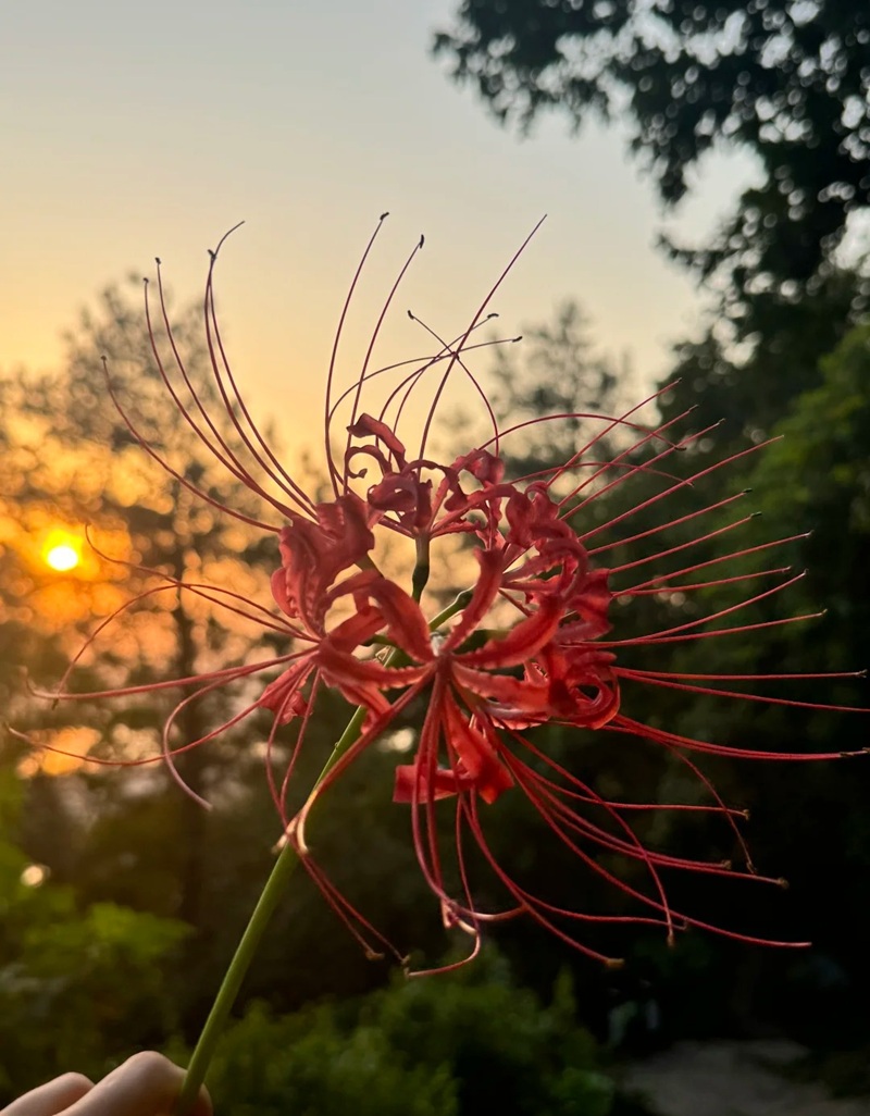 hình ảnh hoa bỉ ngạn buồn 11