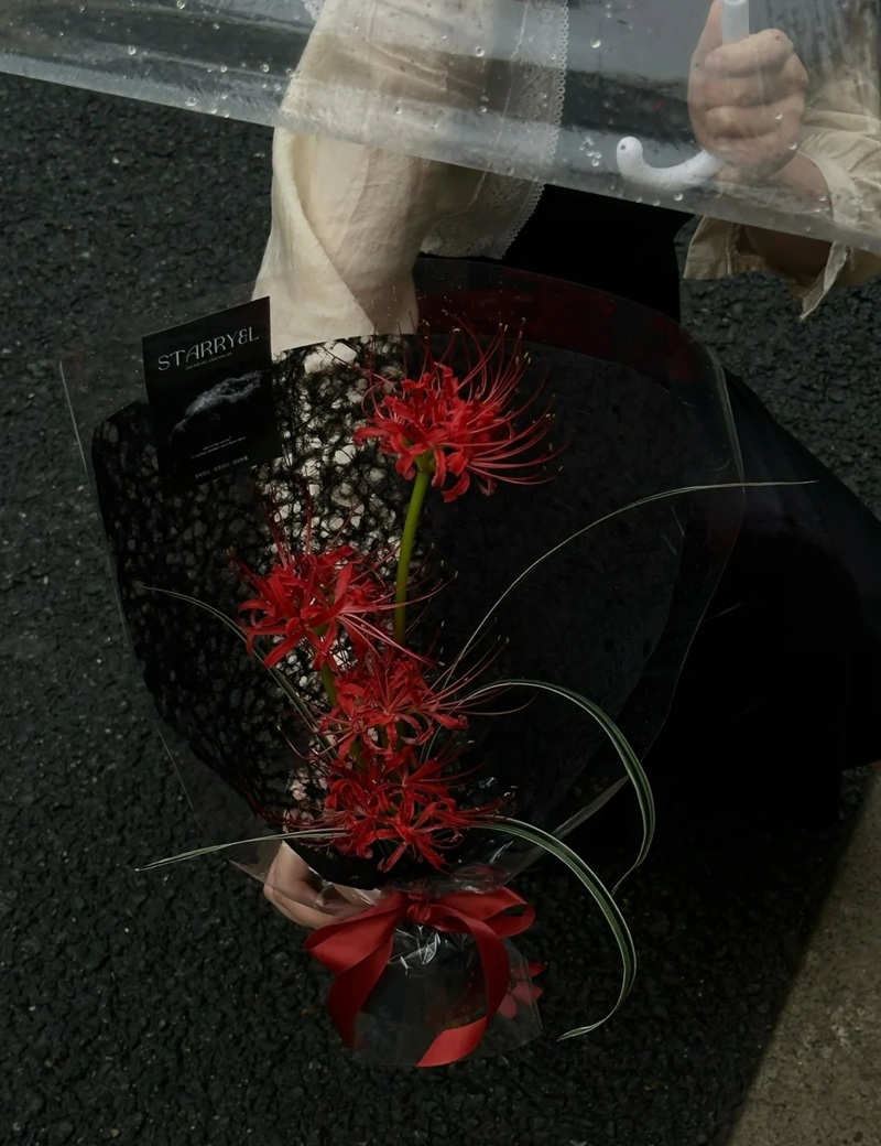 hình ảnh hoa bỉ ngạn buồn 12