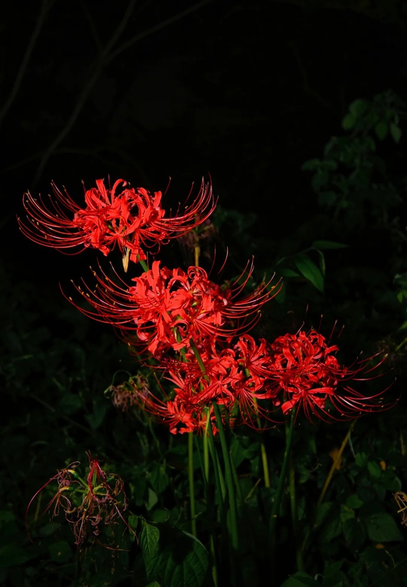 hình ảnh hoa bỉ ngạn buồn 13