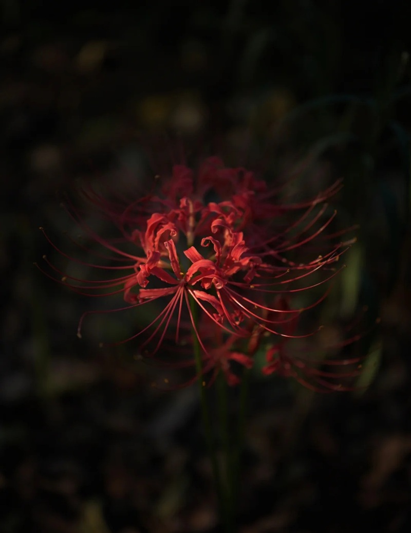 hình ảnh hoa bỉ ngạn buồn 18